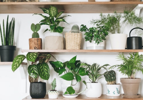Stylish Best Air Purifying Plants for Your Home